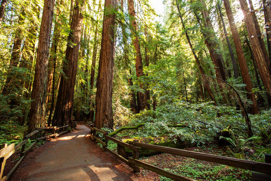California is trying to make the world’s tallest tree invisible