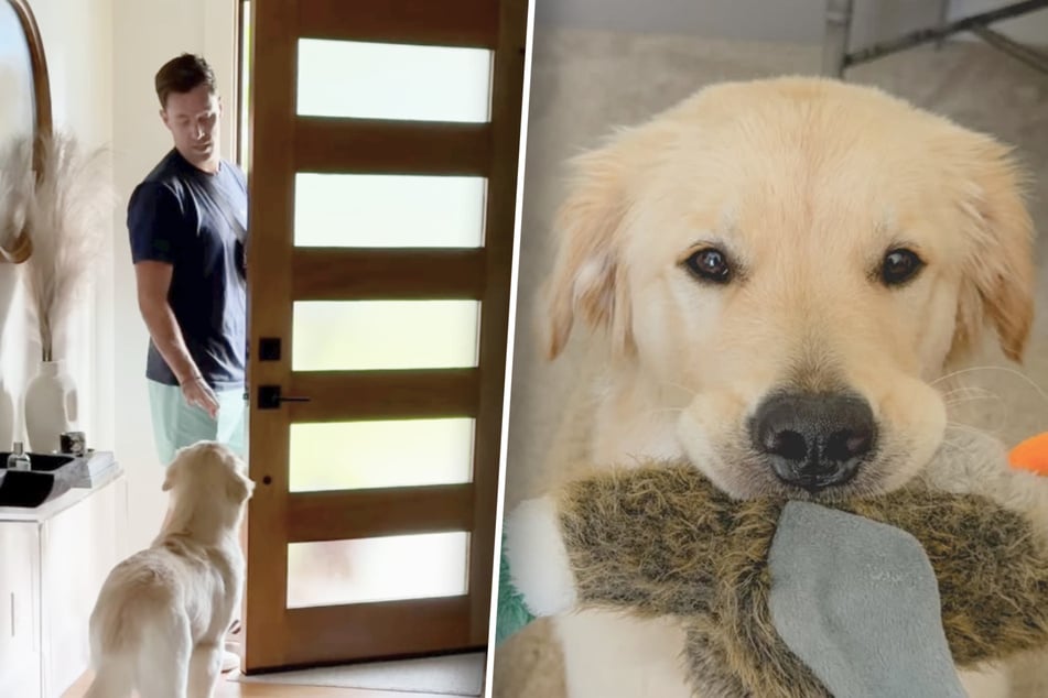 Dog owner has the funniest trick to get his Golden Retriever using a harness leash