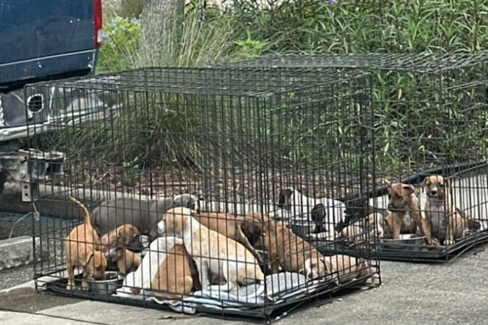 A kind Florida man went the extra mile to rescue 15 abandoned puppies.