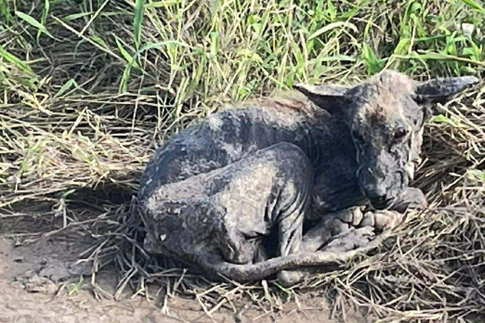 Dog "begs" for chance after being found in horrible condition – and a rescuer saves the day!
