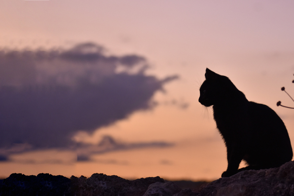 Black cat breeds: What breeds of black cats are there, and why are they unlucky?