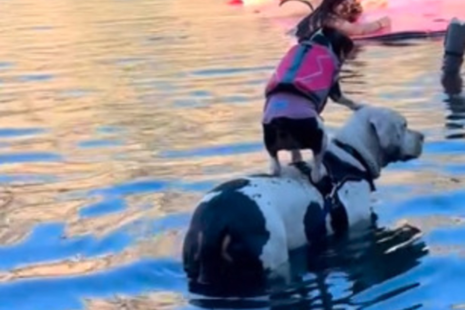 Many dogs love water, but Ruby has found a creative solution to avoid getting wet.