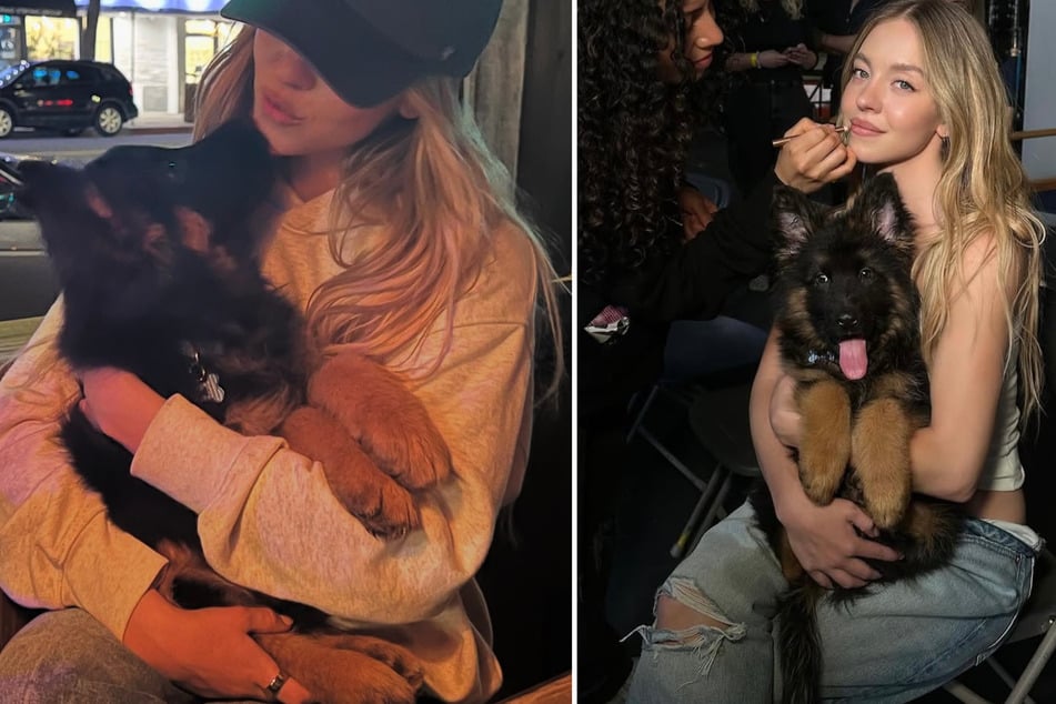 Sydney Sweeney delighted her fans with some beyond adorbs pictures of her new dog, and he is something of a scene-stealer!
