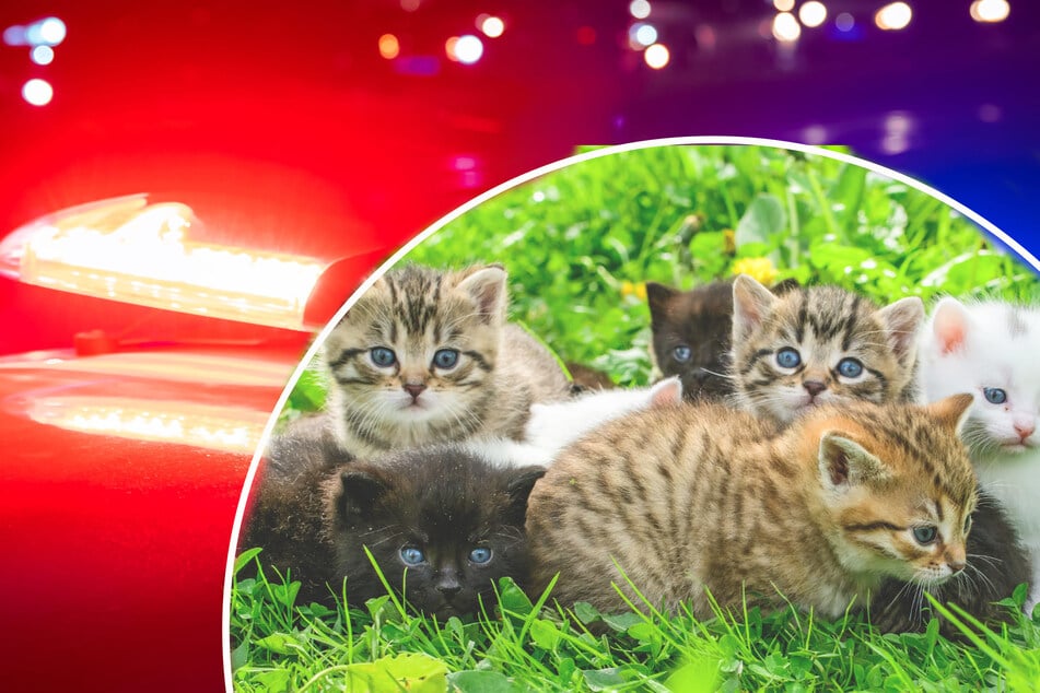 Man throws kittens out of moving car on busy highway in horrific act of cruelty