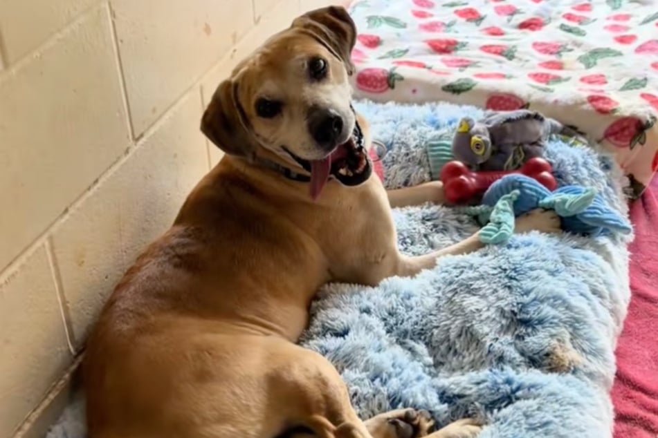 Ruger the dog was already at the shelter nine years ago. Now, at almost twelve years old, he has to endure it again.