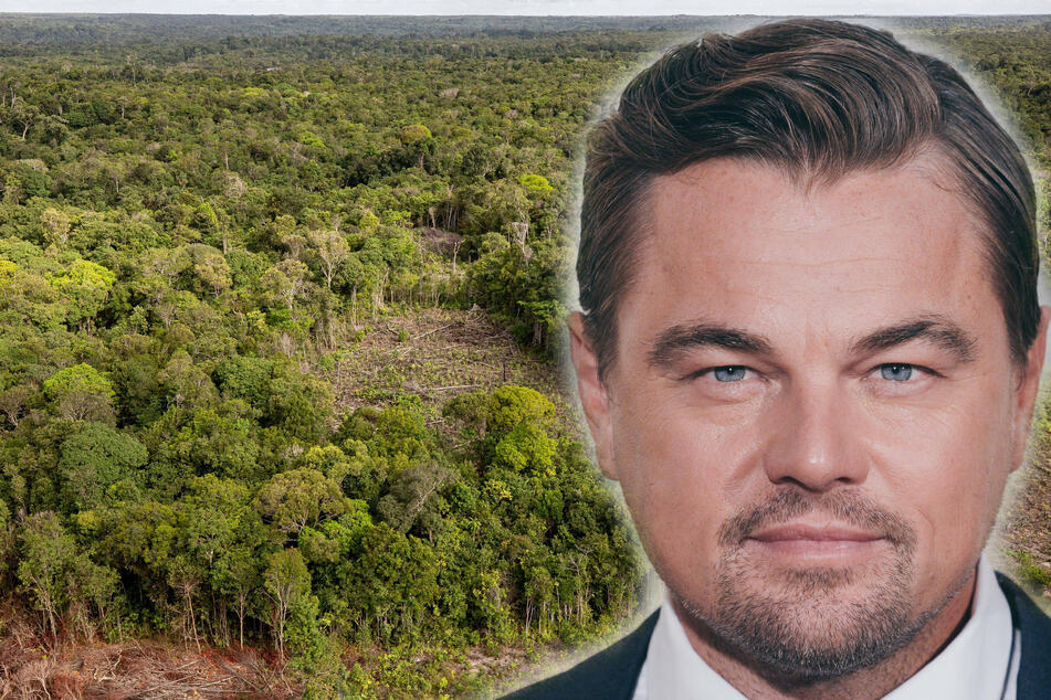 Leonardo DiCaprio and Katy Perry urge Biden to protect Amazon Rainforest