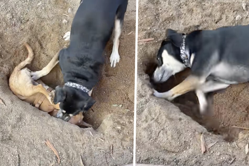 Rosie the dog's digging habit has gone viral after she seemingly pushed her brother into her newest hole!