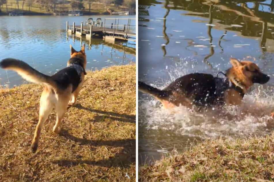 Rescue dog has the time of his life playing in water for the first time!