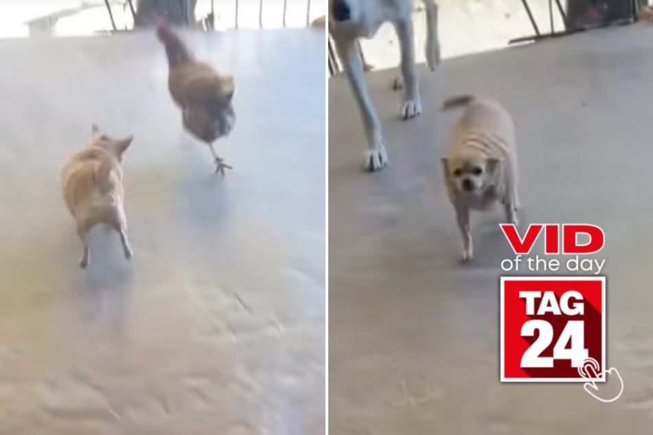 Viral Video of the Day for March 10, 2026: Tiny pup acts as security guard against chickens in hilarious TikTok