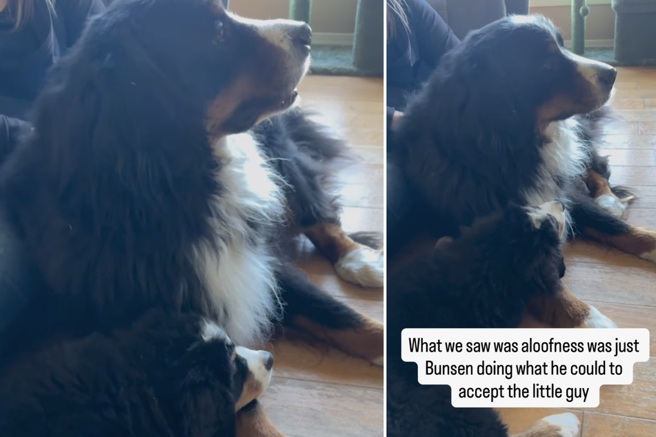 When this dog coldly ignored his younger brother, their owners were worried about them not getting along – but things were much more serious than they realized.