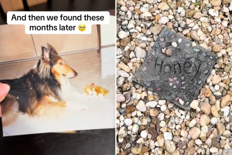 Woman is heartbroken after solving bittersweet dog mystery