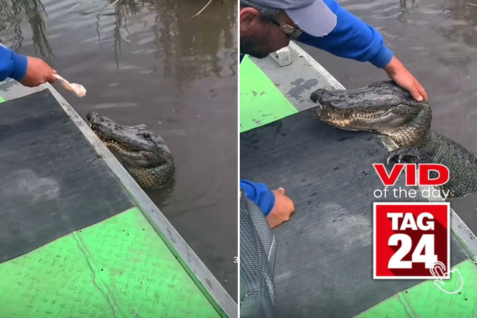 Viral Video of the Day for May 5, 2023: Fearless man pets alligator like dog