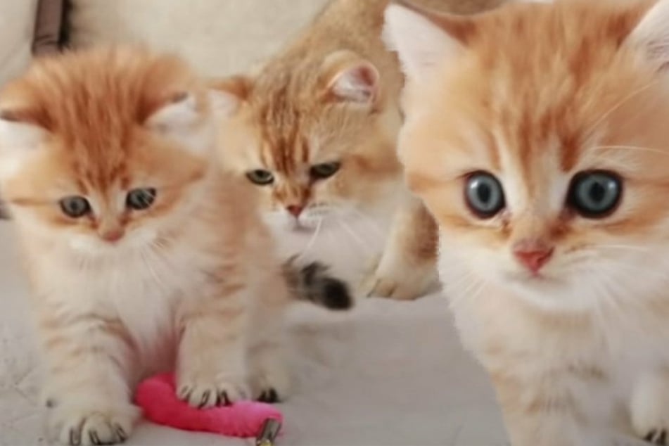 The cutest cat video ever? Pixel meets his dad