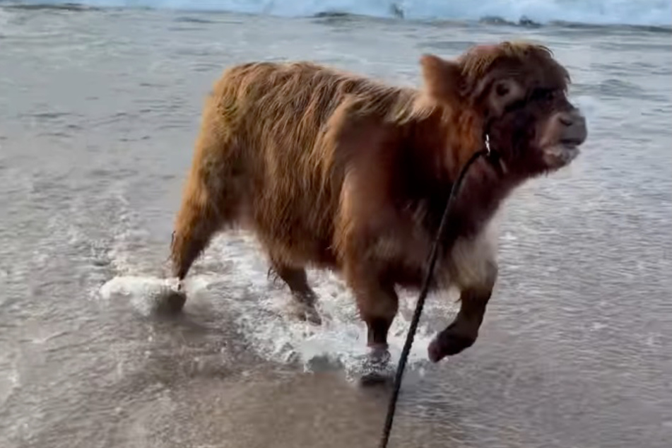 The Highland cow relished the unusual outing to the fullest.