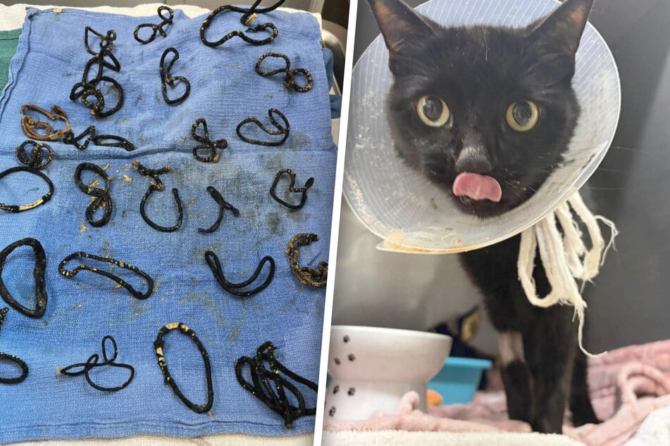 Black cat swallows two dozen hair ties in terrifying ordeal: "On death's door"