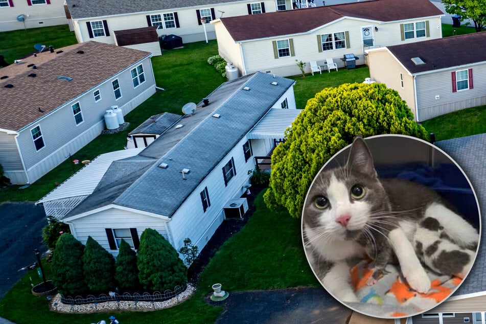 Cat owner surrenders 84 kitties in shocking animal welfare case: "It's so sad"