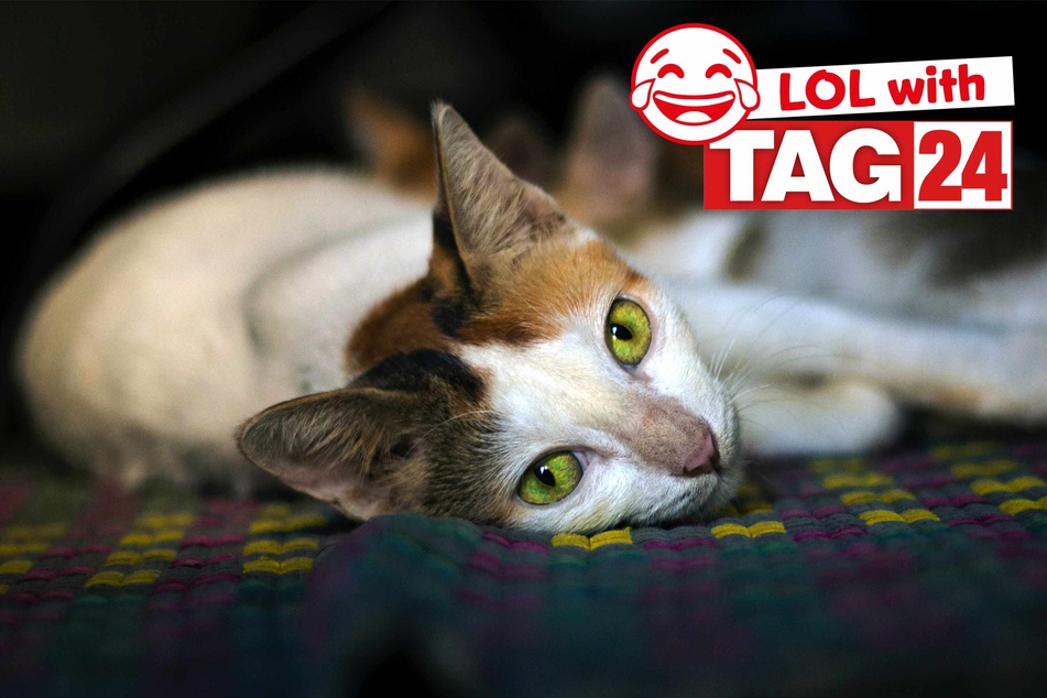 Today's Joke of the Day is arriving right on time for Caturday.