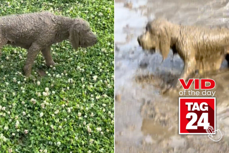 Viral Video of the Day for July 2, 2024: Dog can't see after rolling in mud: "You missed a spot!"