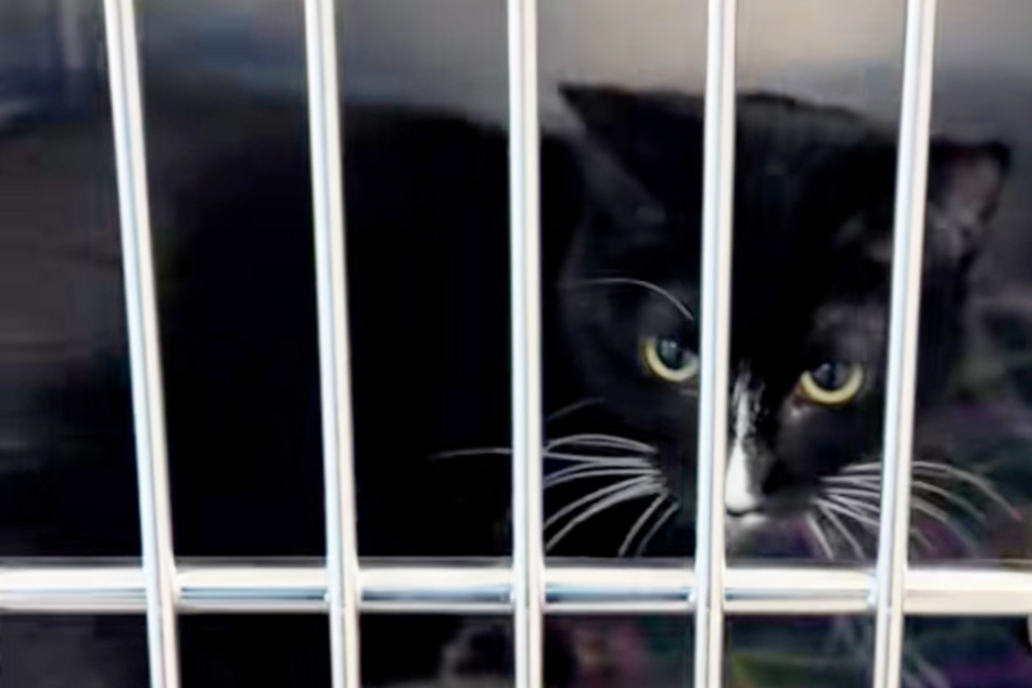 Shelter cat is ignored for months, and the reason behind it has carers fuming