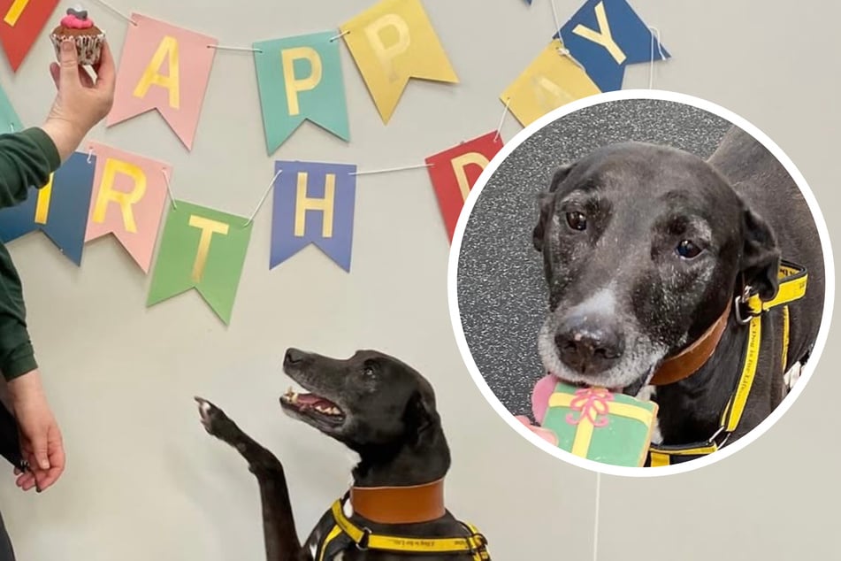 Sweet shelter dog waiting for forever home has only had one visitor in three years