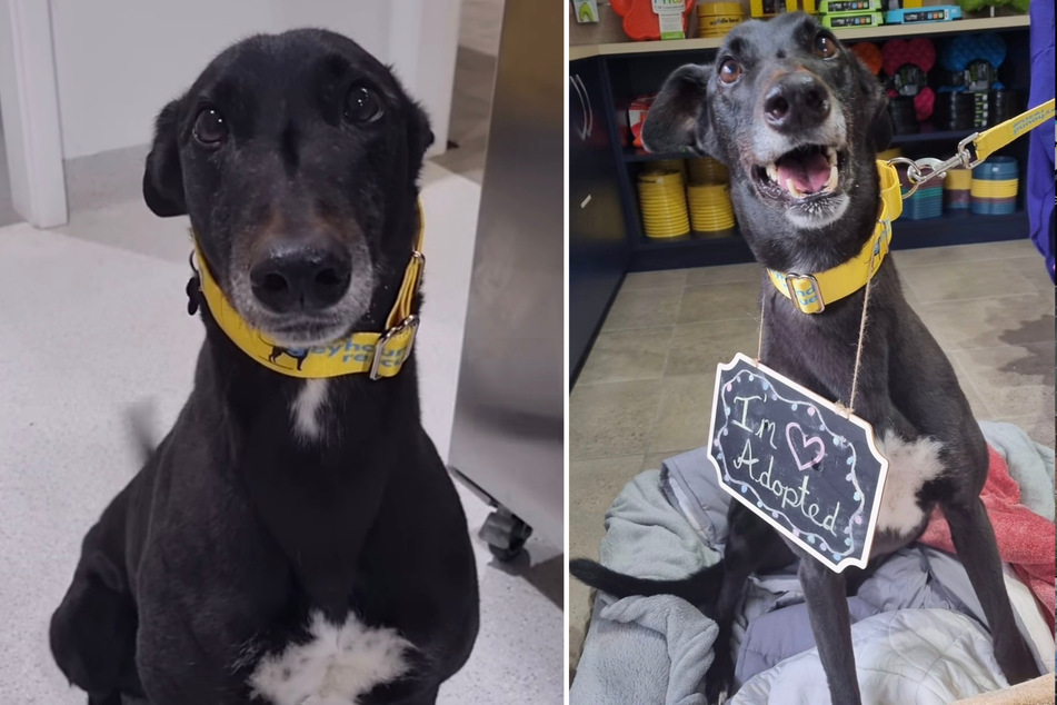 Dog finally finds happy ending after spending 1,459 days at the shelter!