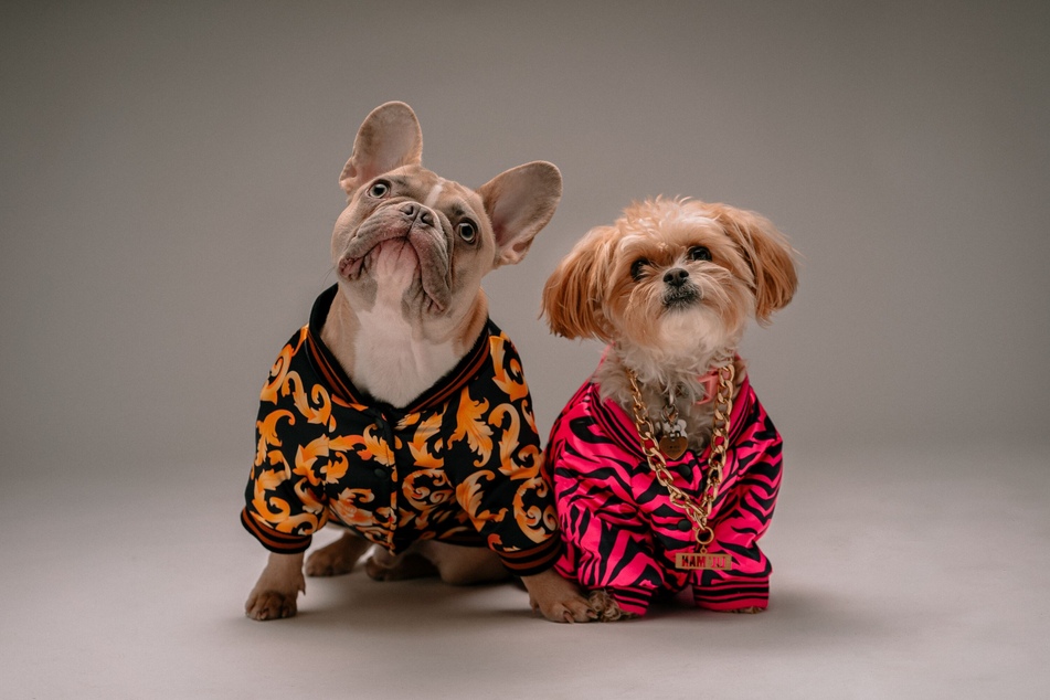 The Fashionable Dogs exhibit at the Museum of the Dog puts a different spin on canine fashion.