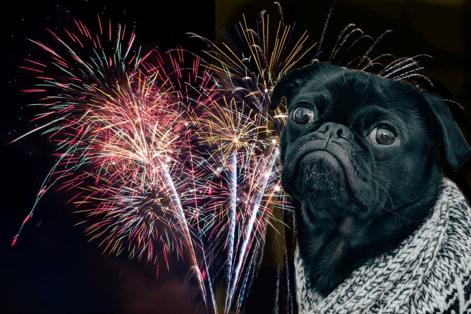 Fourth of July: How to help your dog deal with fireworks