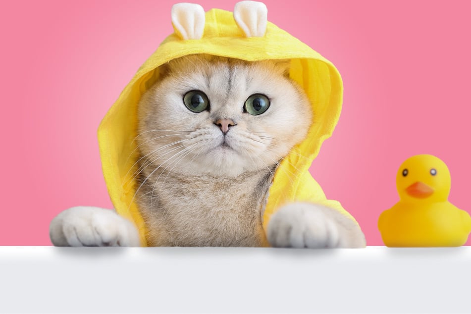 How do I give my cat a bath and when should I do it?