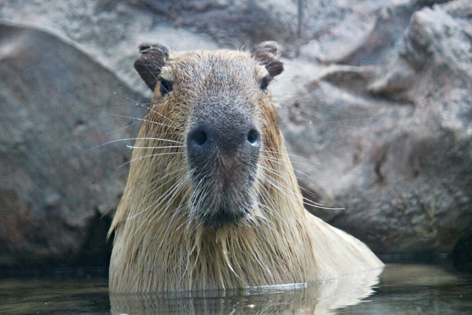 This giant rodent is as big as a wolf!