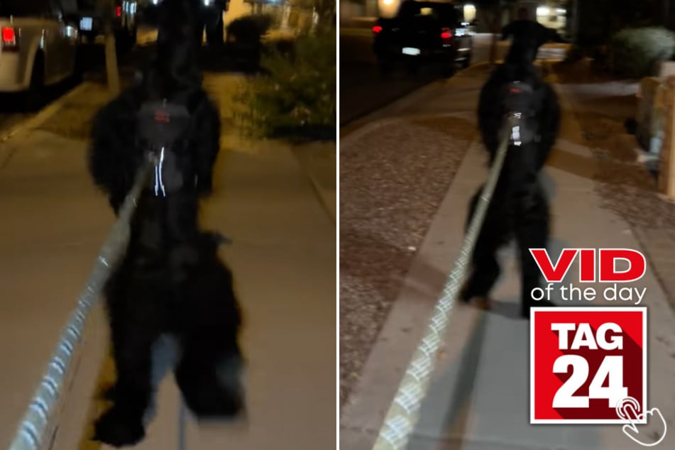 This dog shook the internet after being caught on his nightly walk standing on two legs the entire time!