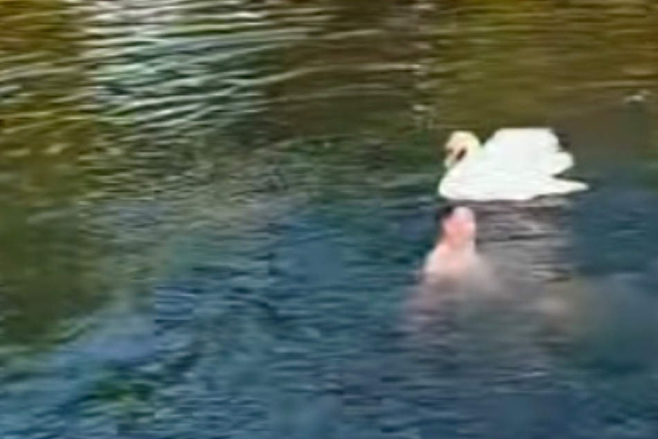 Swan mom protects her baby from rowdy drunk man in hilarious viral video: "Why would you do it?!"