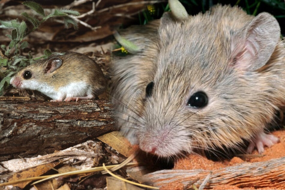 Australian researchers rediscover mouse species considered extinct for more than 150 years!