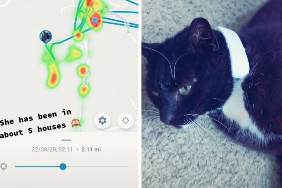 Woman puts a GPS tracker on her cats and is amazed at what the data shows