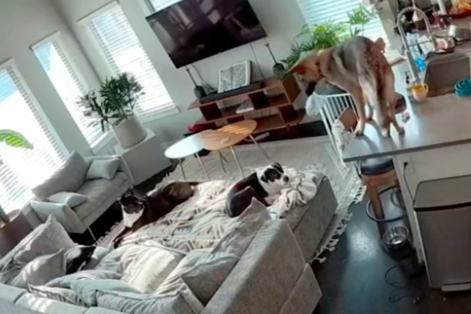 Caught red-handed! Video footage shows Peney snatching a bag of treats of the kitchen counter.