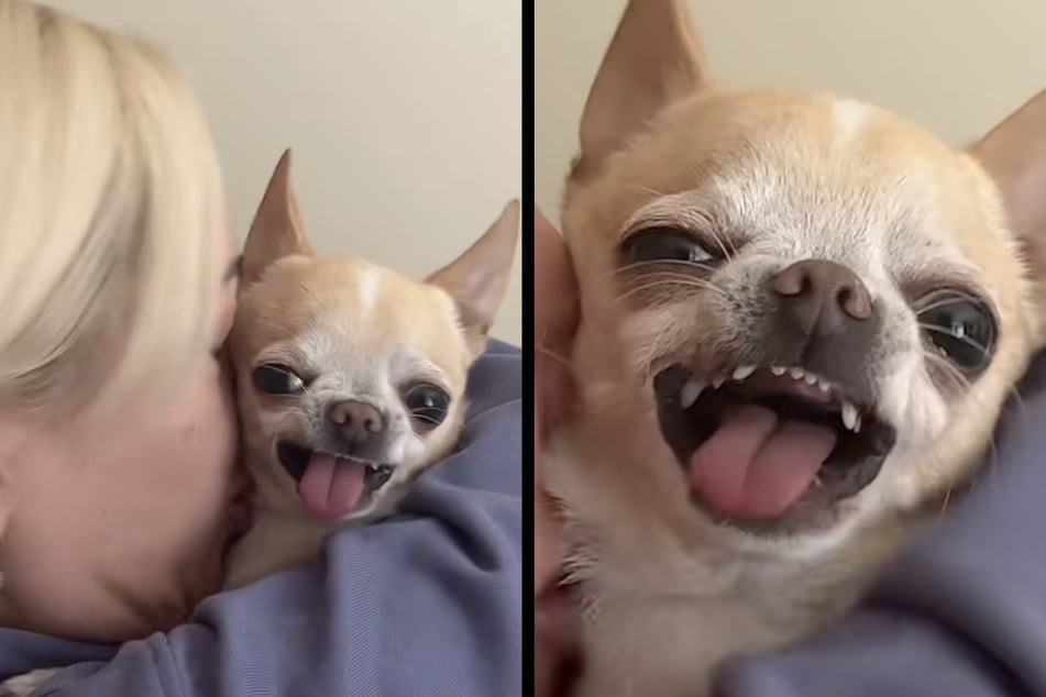 Chihuahua dog has hilariously derpy reaction to owner's kisses!
