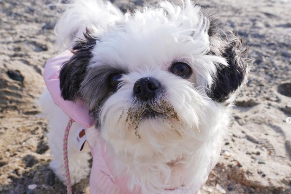 Harami is one cute puppy.