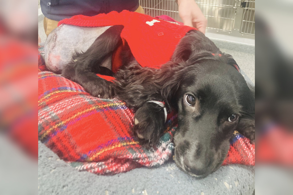 After her successful surgeries, Ariel can run and play like any other dog!
