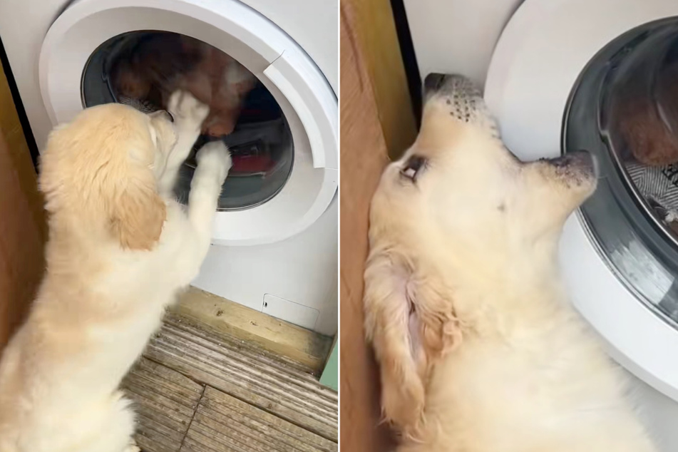 Feisty puppy dog declares war on the washing machine after it "steals" all of his toys!