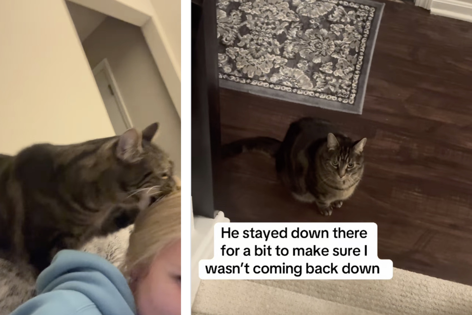 The cat made it clear to his owner that he wasn't pleased with her behavior!
