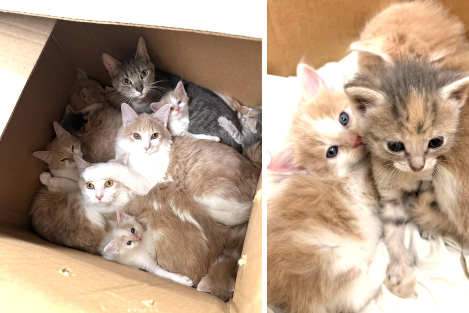 Inside the cardboard box were a total of 10 cats, including babies – all abandoned in the box.