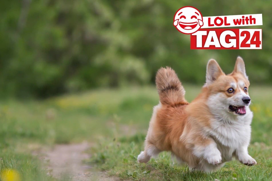 Joke of the Night for September 11, 2025: A dog joke to make you smile