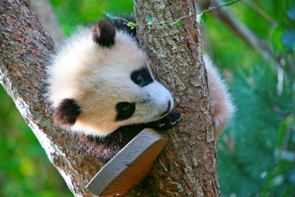 The goal is ultimately for the two pandas to mate and help recover the population.