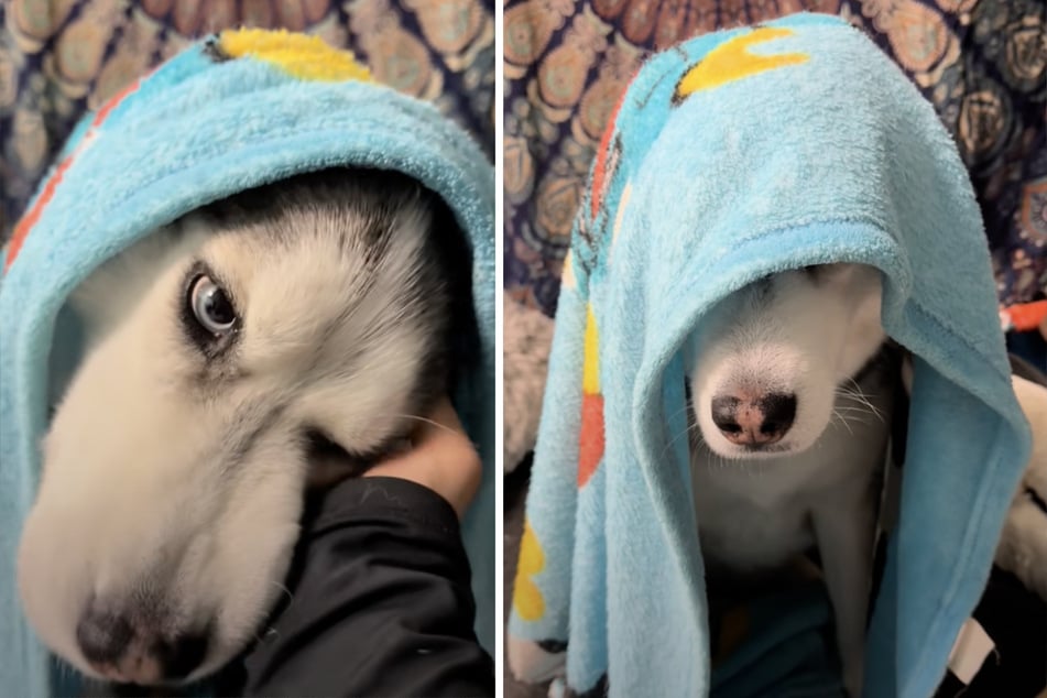 Sassy Husky dog stubbornly refuses to wake up in adorable "morning routine" video