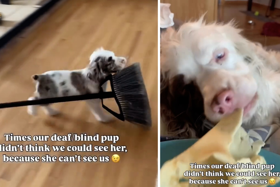 Mischievous deaf/blind puppy dog thinks she's invisible to her owners in viral video!