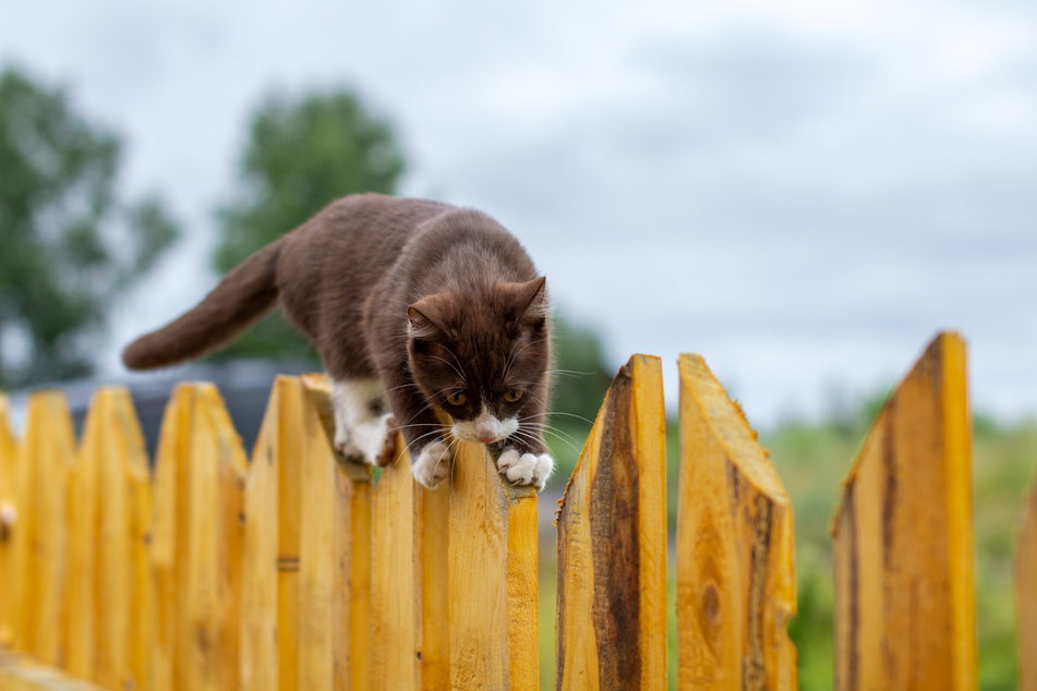 A normal yard fence is no obstacle for many cats.