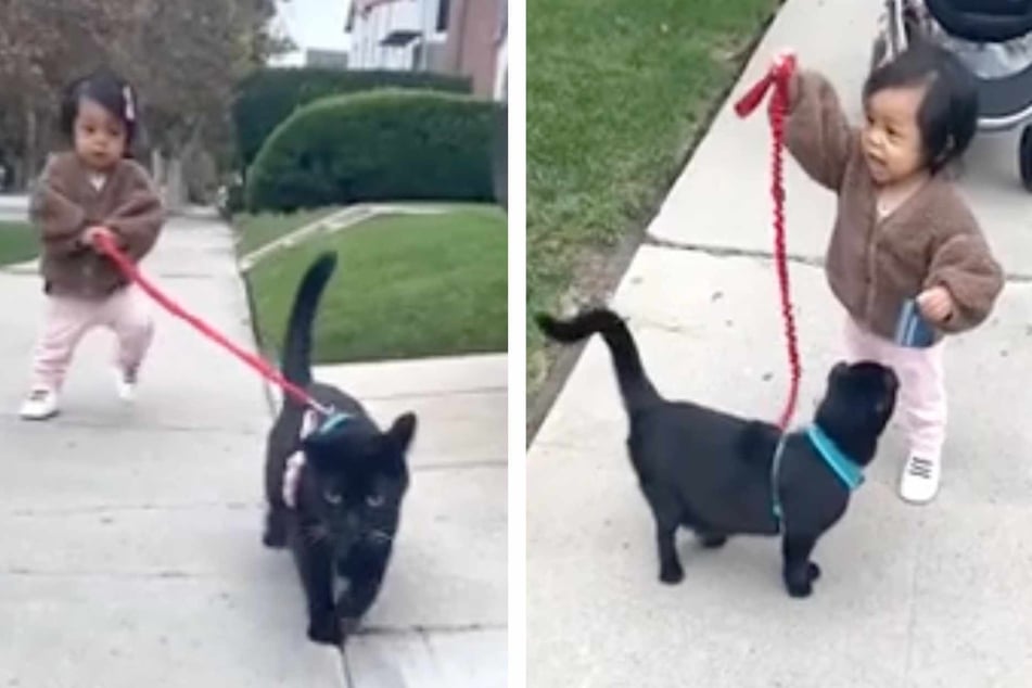 Whoever said that dogs were man's best friend has obviously never met Uno the cat!