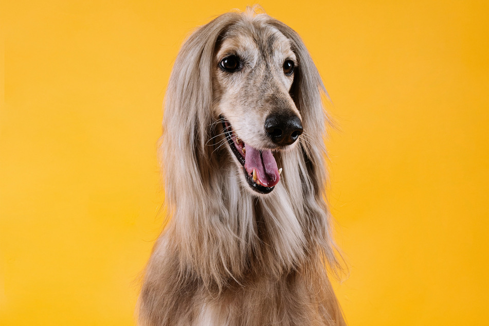 Afghans are remarkably interesting dogs, with a long history, but are also very unintelligent.