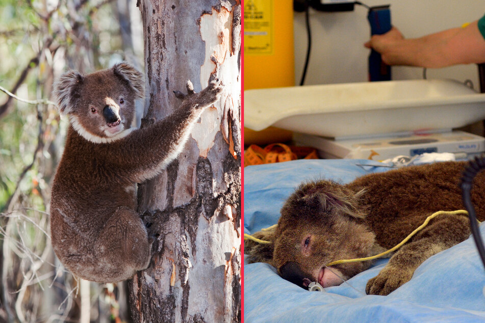 Koalas are dying off at alarming rates, largely due to the destruction of native ecosystems but also because of an epidemic of chlamydia.