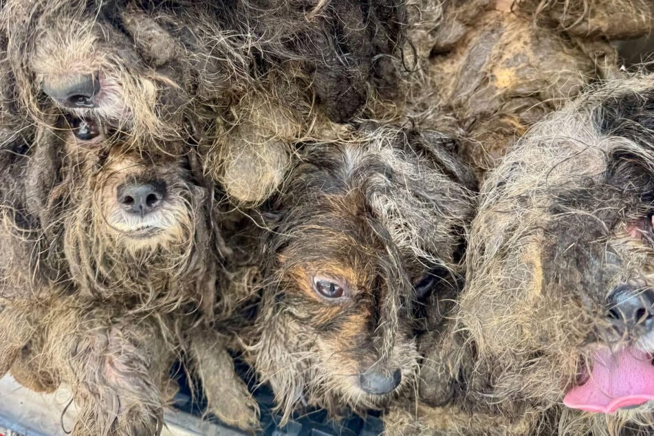 Just a huge ball of fur: these completely matted dogs have been through a lot.