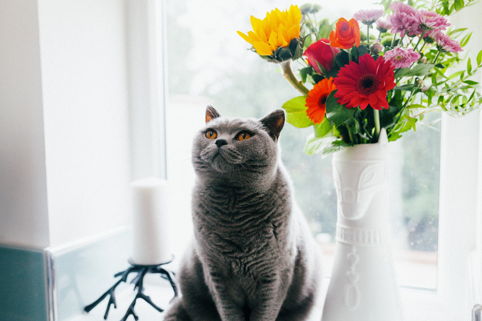 Cats are incredibly fast, but are they faster than snakes?